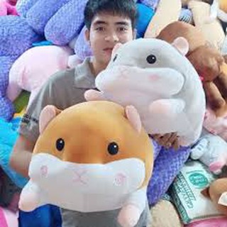 Chuột hamster có mền