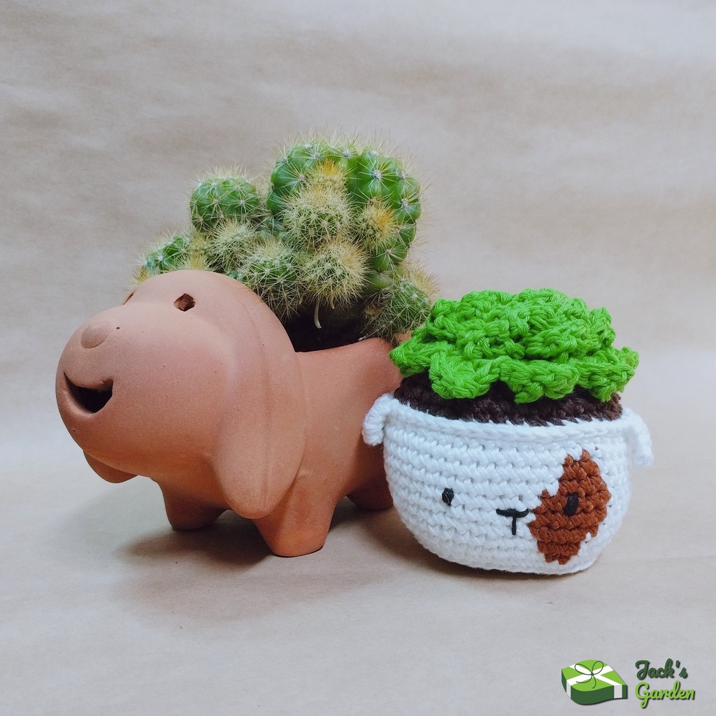 Chậu xương rồng trang trí bàn bằng len handmade
