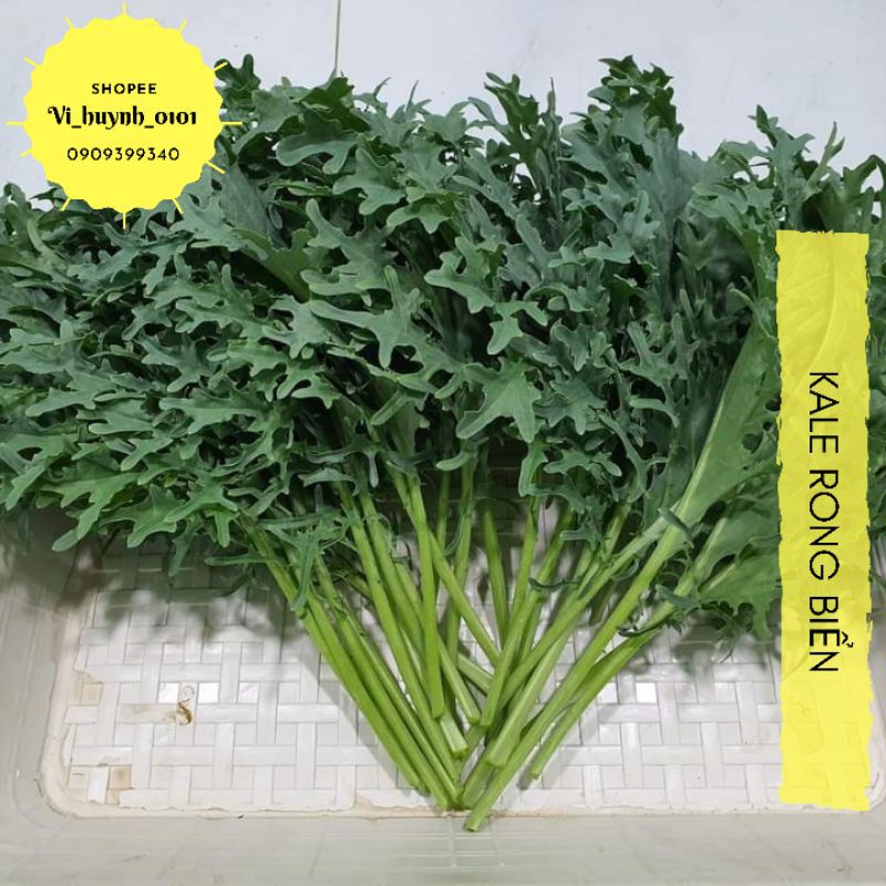 Hạt giống Kale rong biển siêu mới lạ, hình dạng rong biển với màu xanh lam xanh lục độc đáo, dễ trồng và năng suất cao