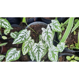 Cây Môn Đốm Trắng