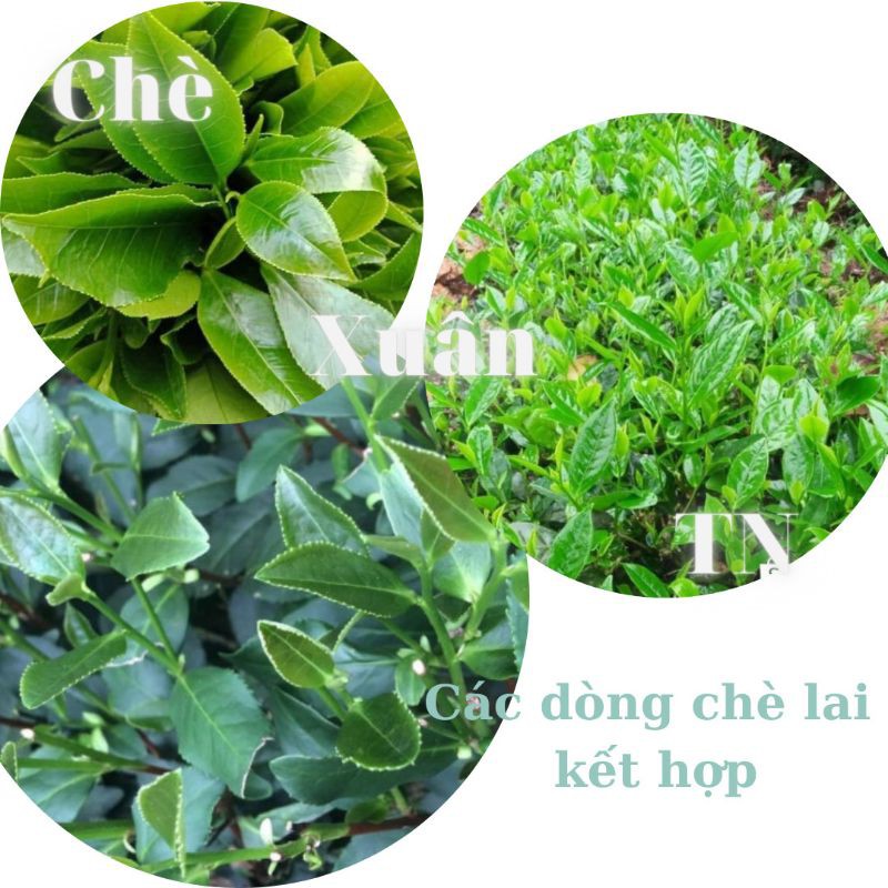 Chè búp Thái Nguyên - Loại Ngon gói 20g