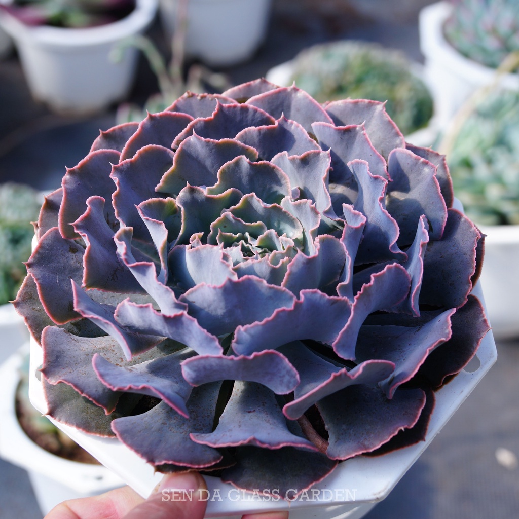 Sen Đá Bắp Cải Tím GLASS GARDEN, chậu lớn 15cm, Hàng Đà Lạt, Lỗi 1 đổi 1