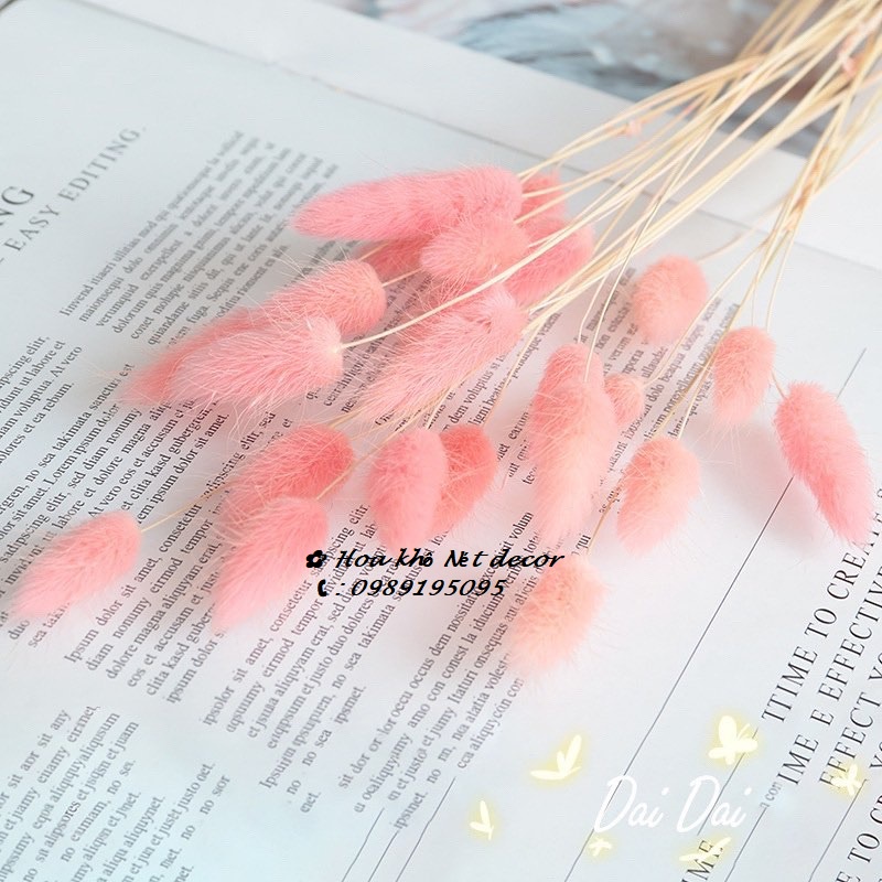 🍁Hoa khô trang trí phòng🍁 Bó Hoa Đuôi thỏ bông xù xinh xắn🍁