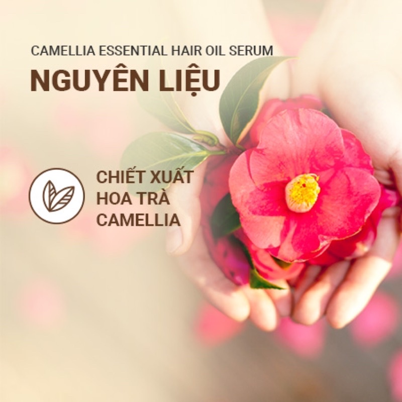 Tinh dầu Dưỡng Tóc Innisfree Camellia Essential Hair Oil Serum mẫu mới