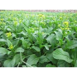 Hạt giống cải ngọt ăn bông