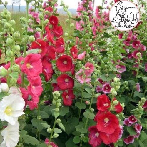 HẠT HOA MÃN ĐÌNH HỒNG ĐƠN NHIỀU MÀU - GÓI 1 GRAM