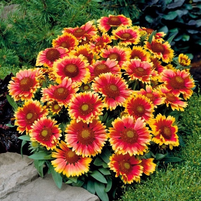 HẠT GIỐNG HOA CÚC CÔNG CHÚA Hoa Chăn Gaillardia  Hạt Đẹp Tươi Sáng Hoa Cắt Lớn