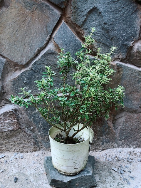 Cây Bạch Tuyết Mai