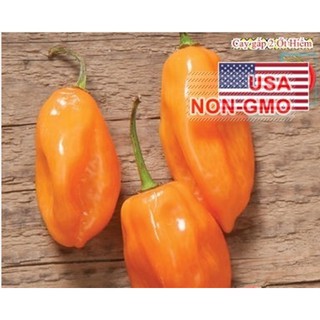 Hạt Giống Ớt Cay - Habanero Scoville
