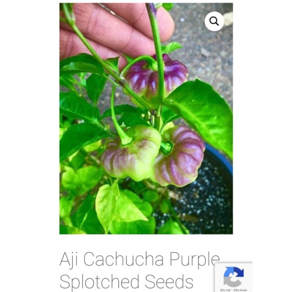 hạt ớt Aji Cachucha Purple