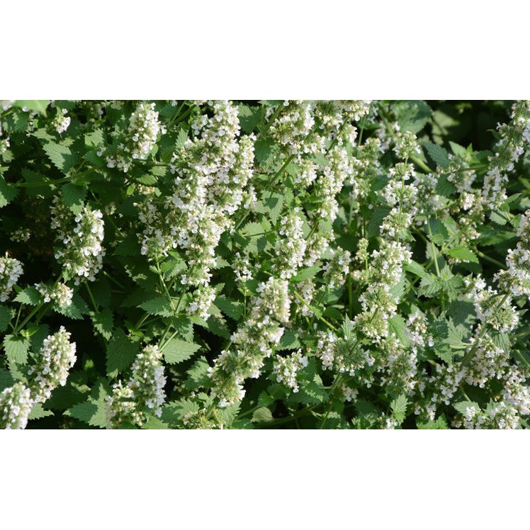 Catnip cỏ bạc hà cho mèo giúp thư giãn làm sạch răng thơm miệng - Gói 2g