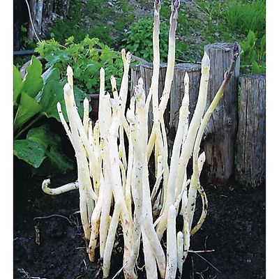 Hạt_Giống_Măng_Tây_Trắng 50 hạt (Tặng kèm phân bón và kích mầm)