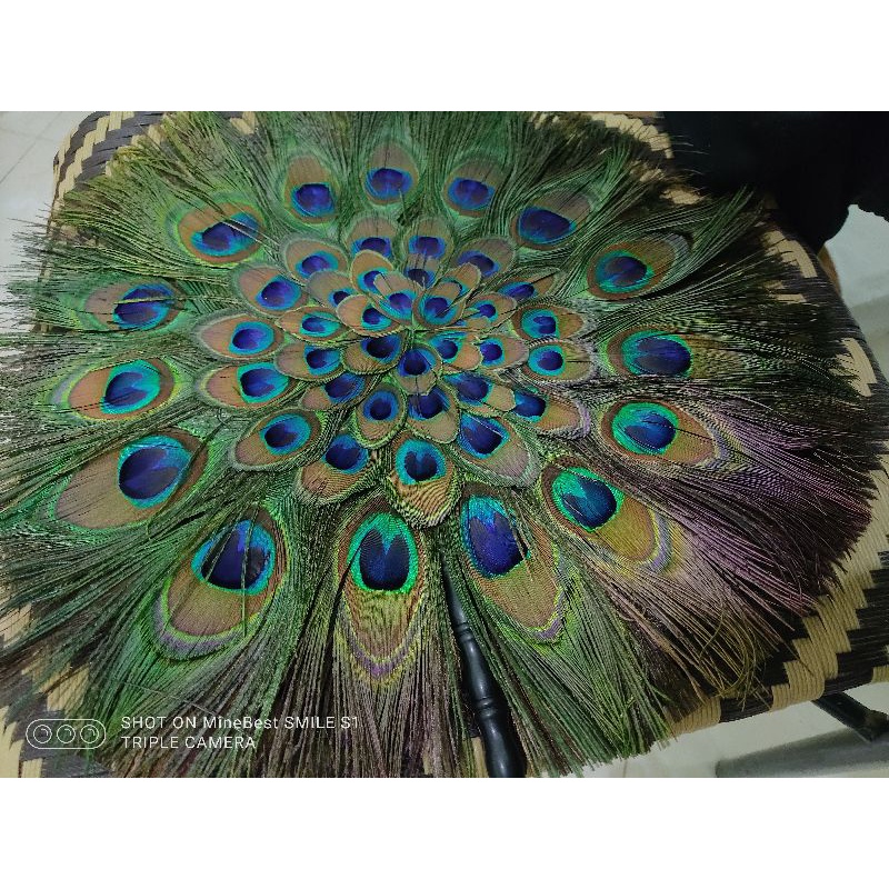 CHỌN 15 mẫu Quạt lông công 2 mặt phong thủy hầu đồng hầu thánh