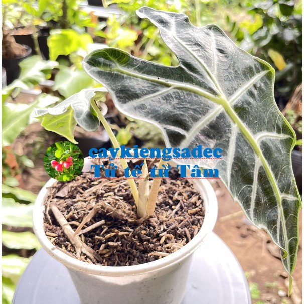 caykiengsadec - Cây môn quan âm Alocasia + Tặng Phân Bón-trang trí nội thất cảnh quan ngoài trời sân vườn - hoa kiểng lá