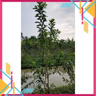 Cây Vú Sữa Hoàng Kim.. 6 tháng cho trái  - Cây Giống Nhập Khẩu..