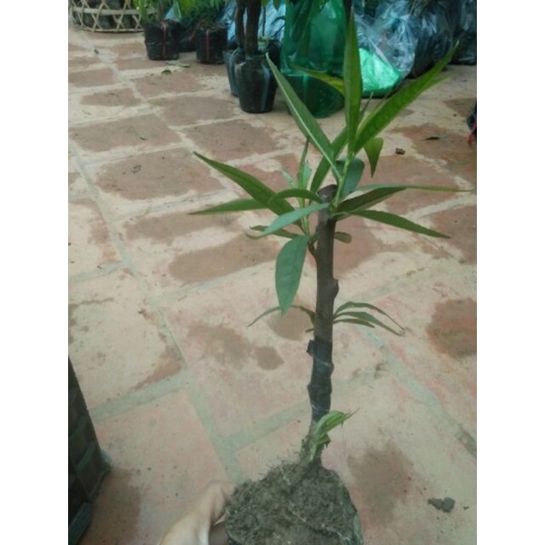 CÂY GIỐNG ĐÀO BÍCH