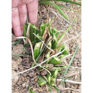Cỏ Vetiver rễ trần