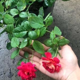 Hoa hồng Docteurs Massad