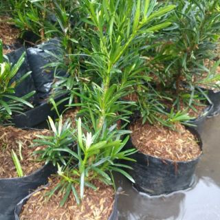 Tùng la hán giống 30cm