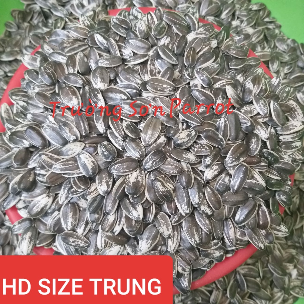 Hạt hướng dương tươi sống size TRUNG cho vẹt trung, sóc, chuột, hamster...