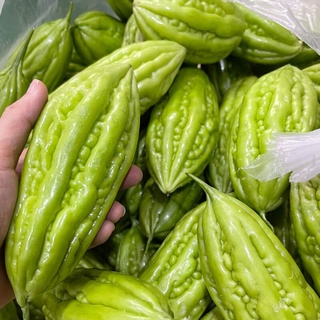 Hạt giống Khổ qua TN-08