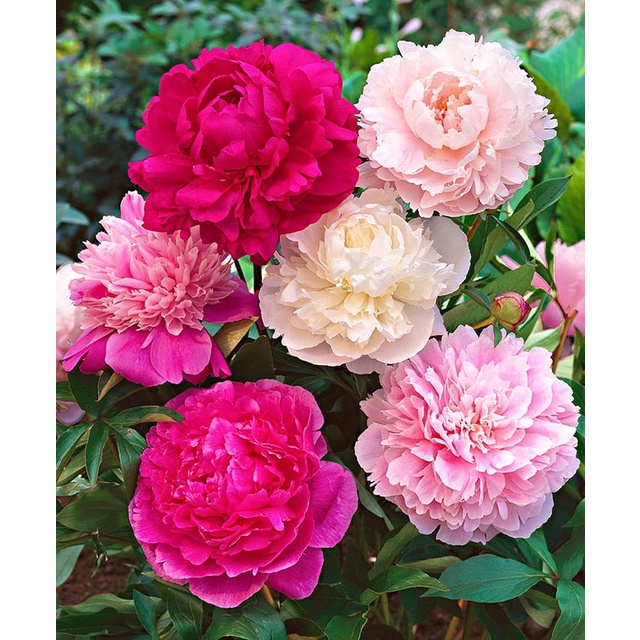 10H - #Hạt_Giống_Hoa_Mẫu_Đơn_Mix ( tặng kèm kích mầm và phân bón )