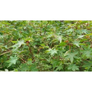 100 hạt giống cây thầu dầu(đu đủ tía)