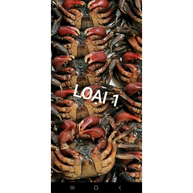 ❤️FREESHIP❤️KHÔNG CÂN NƯỚC -  1KG BA KHÍA MUỐI CON LỚN - mắm ba khía - ba khía Cà Mau