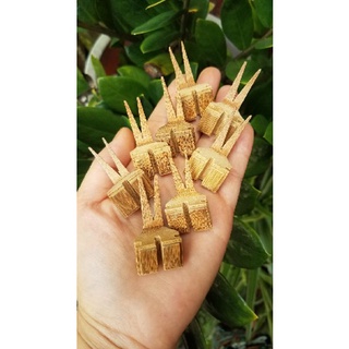 Combo 3 xiên hoa quả tre dành cho lồng Chào mào nan mau