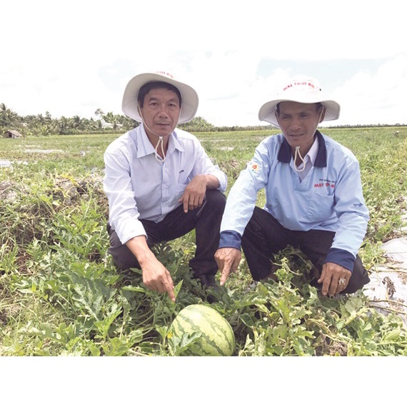 Hạt giống dưa hấu không hạt mặt trời đỏ chuẩn F1