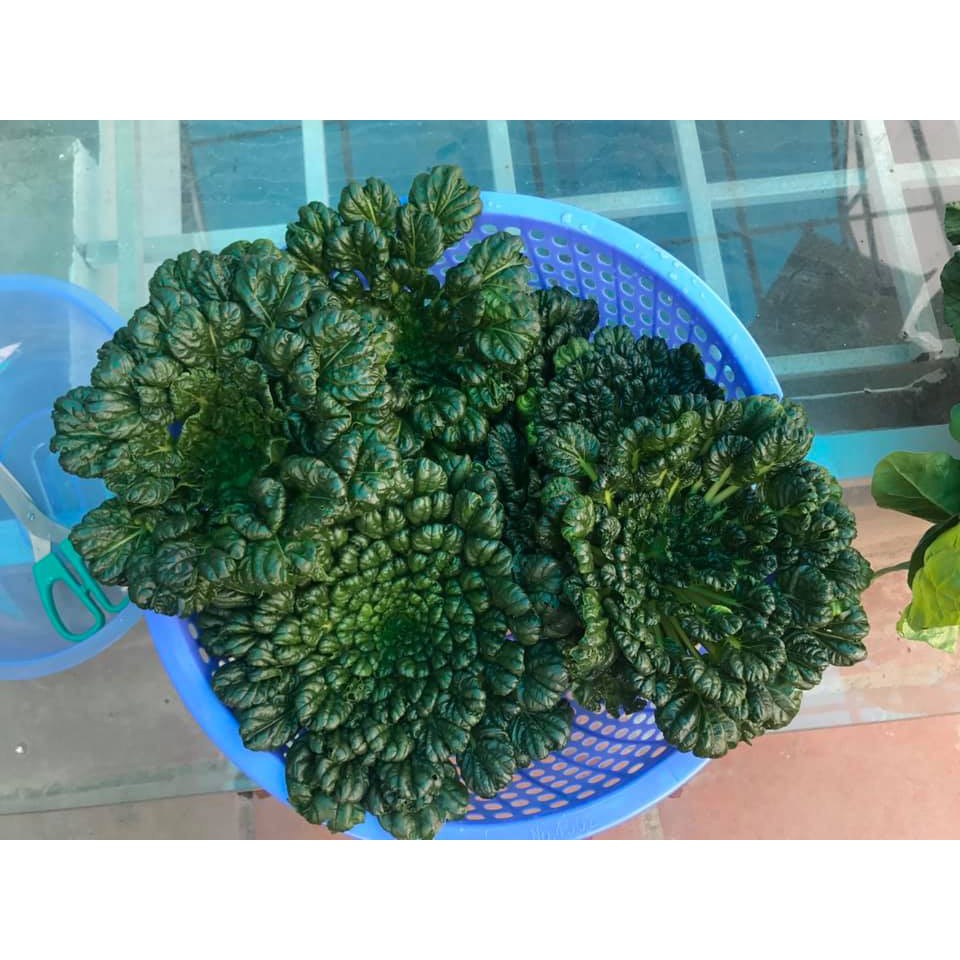 Combo hạt giống rau quả Olive