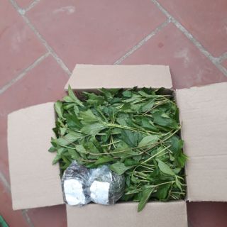 CÂY SÀI ĐẤT TƯƠI 1KG