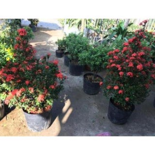 Hoa mẫu đơn đỏ cây to , cây đẹp, giống chuẩn