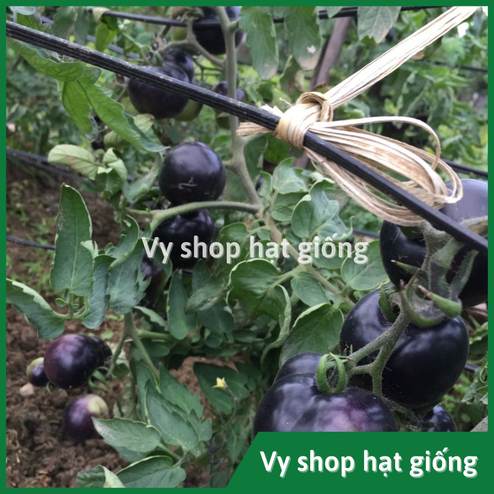 Hạt giống cà chua đen F1 gói 100 hạt - hình thật nhà trồng