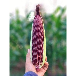 Combo 10 trái bắp đỏ nữ hoàng, bắp nữ hoàng đỏ