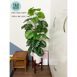 Cây trầu bà sọc 1M2- Cây giả decor