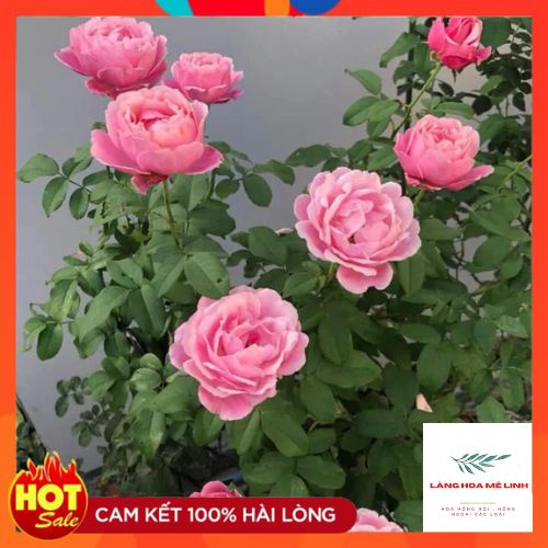 Hoa hồng leo  Soeur Emmanuelle rose   – Hồng leo Pháp hương thơm quyến rũ-Langhoamelinh