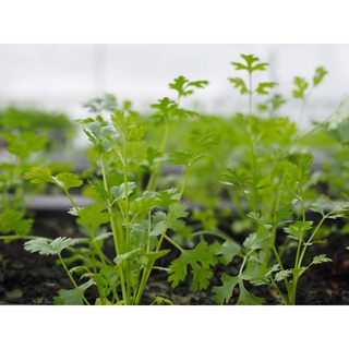 Hạt giống rau mùi ta 15 gram ( ngò rí)