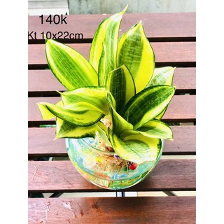 Chậu thuỷ sinh lưỡi hổ thái vàng