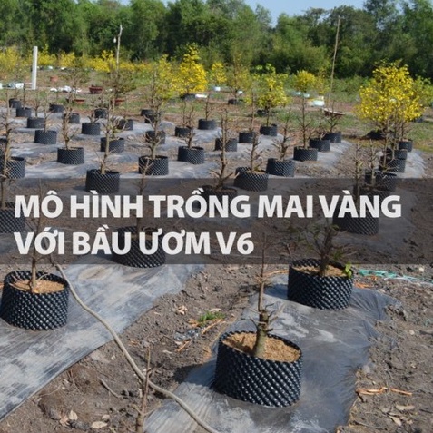 Bầu Ươm Cây V6 Cao 30cm loại dày  Hàng Chuẩn, Loại Tốt