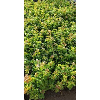 Bông giấy giống thường đủ loại dễ trồng, dễ chăm sóc