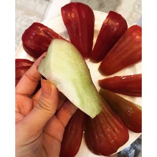 ROI ĐỎ THÁI KHÔNG HẠT