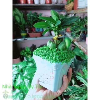 Chậu may mắn tài lộc