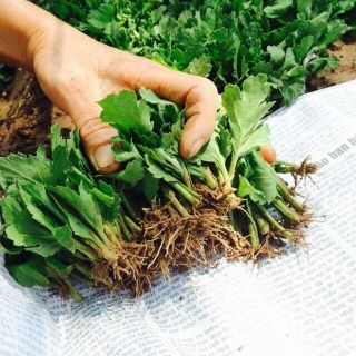 Mầm cúc giống vụ hè thu