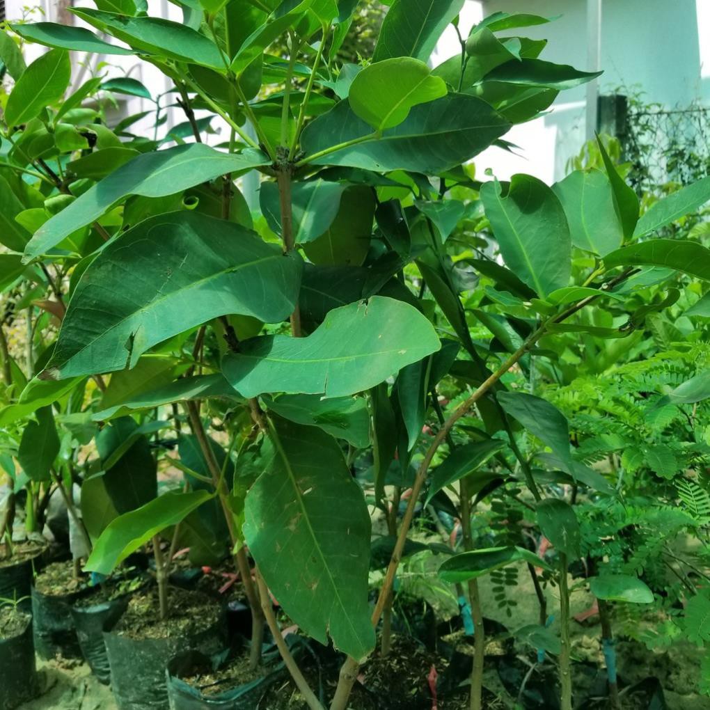 Cây Giống Mận Xanh Tam Hoa Mận xanh Đường trái lớn_Roi Xanh Đường loại trái to, dáng chuông_ khỏe đẹp