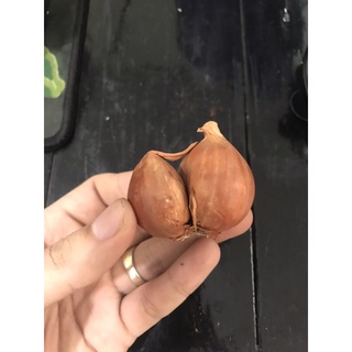 1kg hành ta kinh môn hải dương