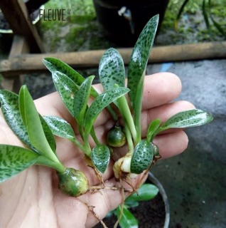 Củ cây lá đốm siêu dễ trồng