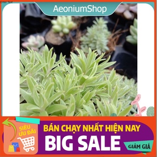 Sen Đá Cỏ Trắng Mini, Xuất Xứ Đà Lạt, Lỗi 1 Đổi 1 💪 💪