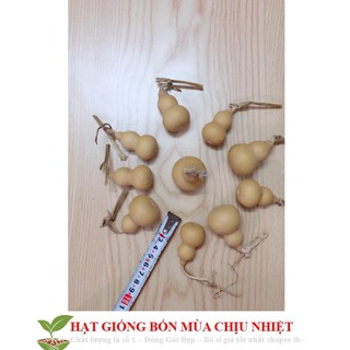 Hạt Giống Bầu Hồ Lô - Mini Siêu Kute 5 HẠT - HÀNG CÔNG TY