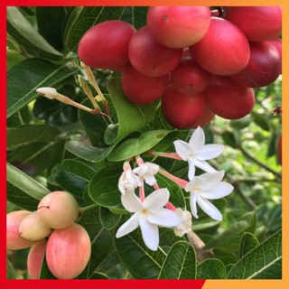 [Ảnh thật] Cây Siro Siêu Trái - Cây Giống Siro siêu quả 30-50cm